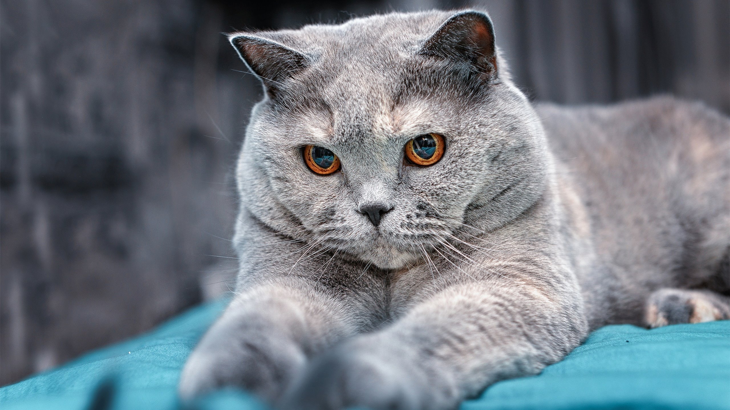 错位时空,当欧文在76人对阵魔术的夜晚突然降临