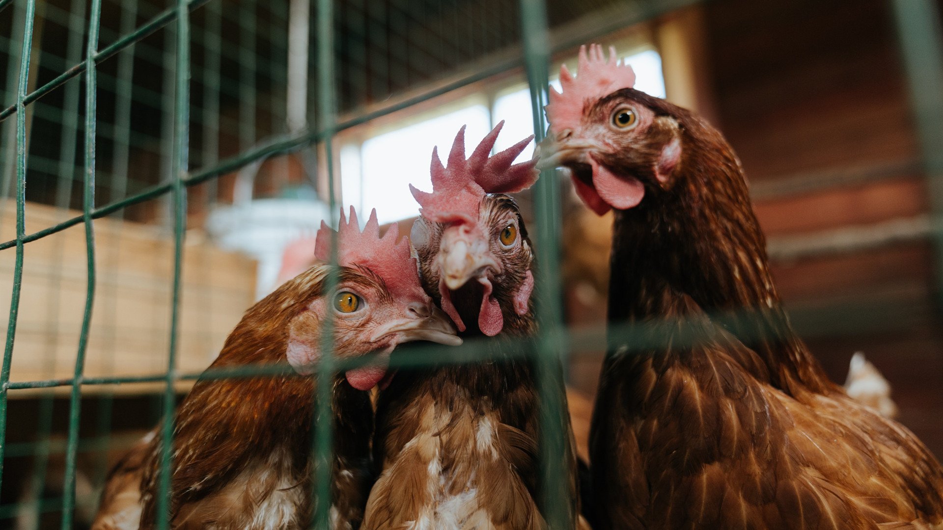 于死寂处燃起烽火,加维关键节点连击与奥地利末节的窒息艺术