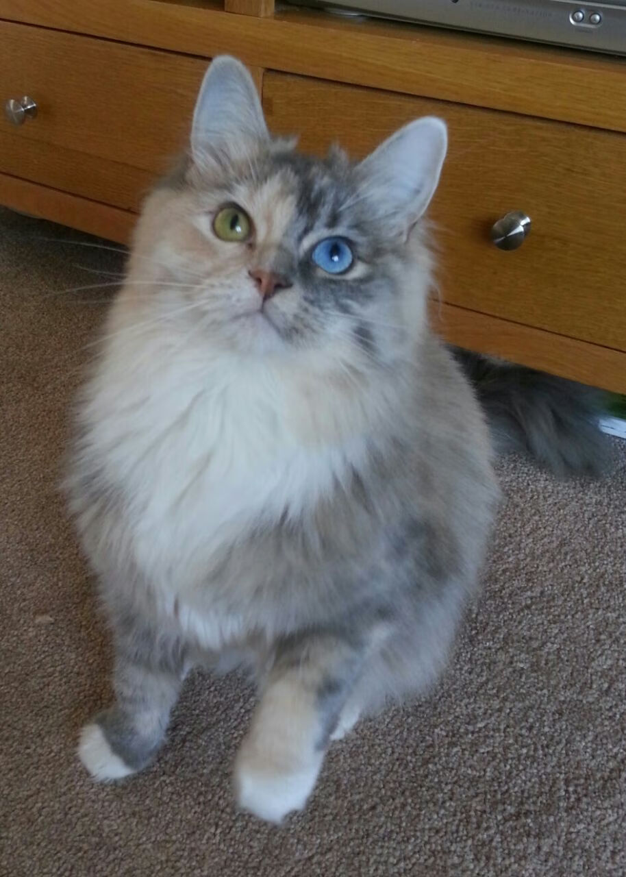 绝命三分!英格拉姆关键制胜,国王队一波带走新疆