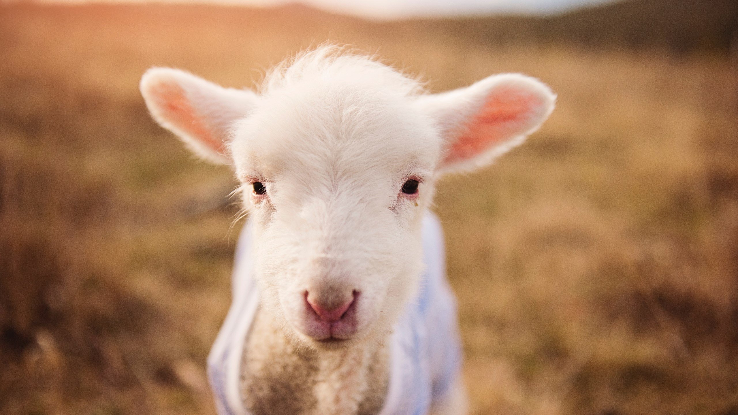 强强对决!骑士临危不乱硬仗取胜上海队,福克斯三记三分定乾坤