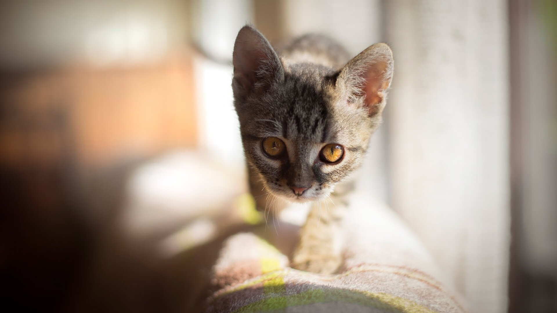 历史镜像，当东契奇化身芝加哥幽灵，对决布鲁克林篮网