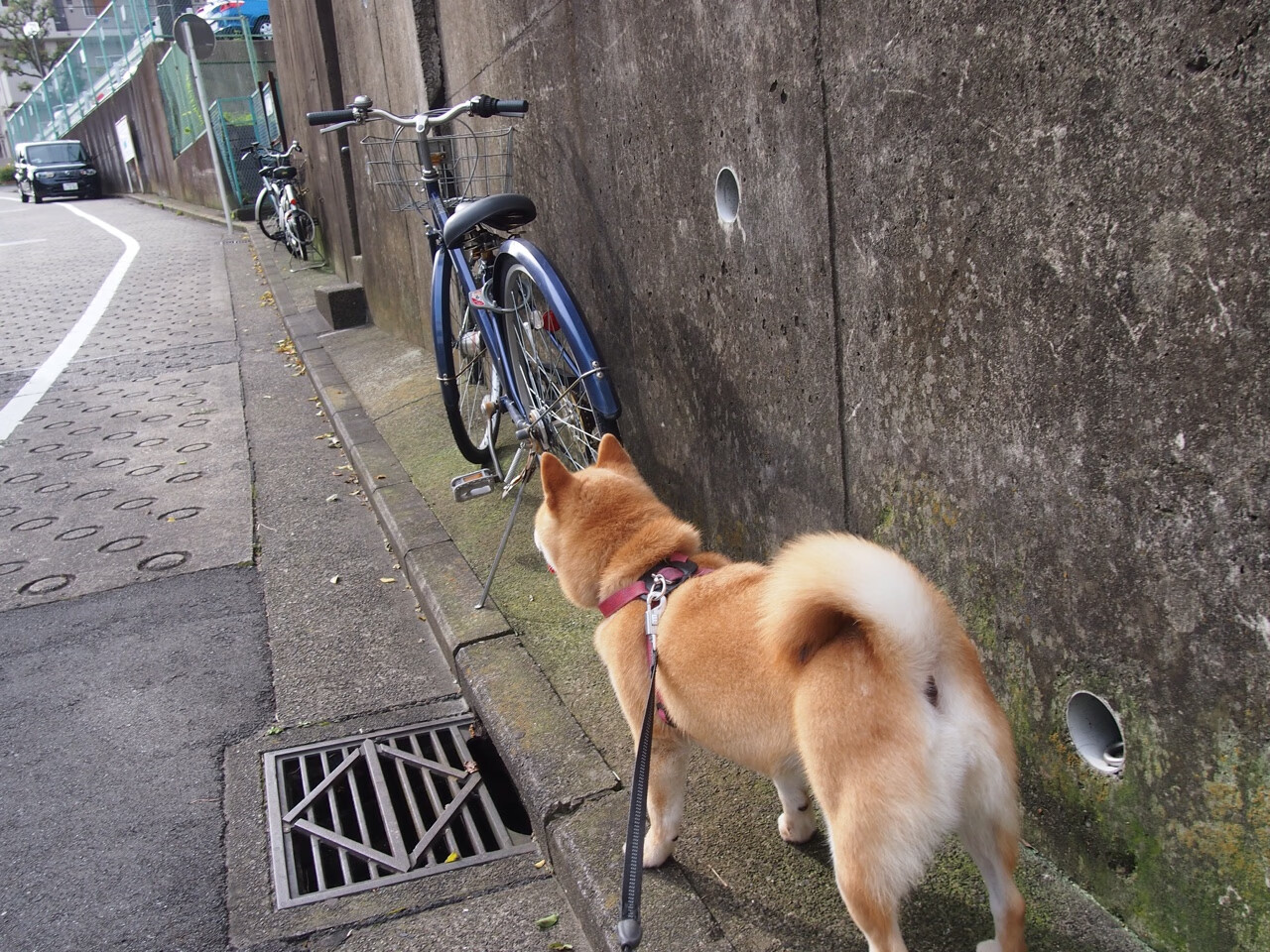 篮球场的足球魂，萨拉赫的烽火映照东决之夜
