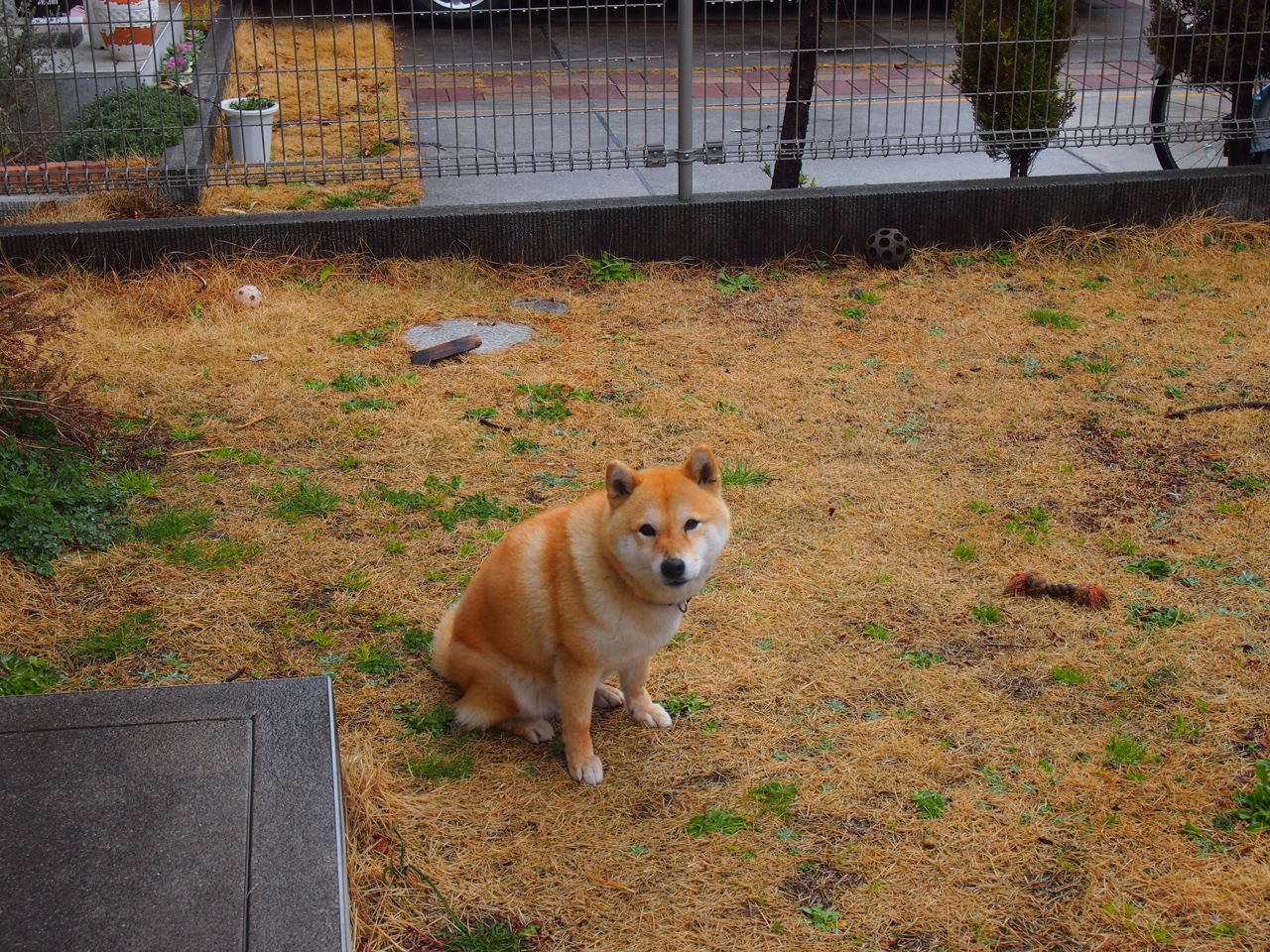 逆行星辰,2026世界杯F组,费利克斯的非典型战役与乌拉圭的窒息之夜